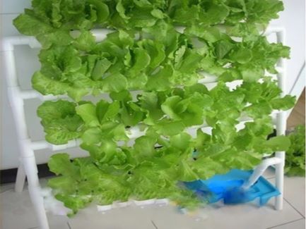 無土栽培式陽臺種菜，這幾種便捷的種植方式你嘗試了嗎？